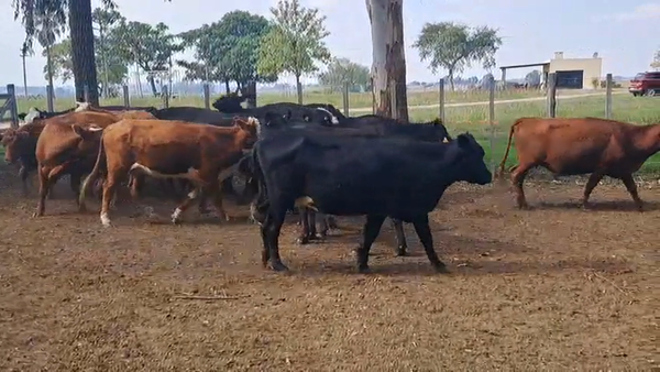 Lote VACAS ENTORADAS