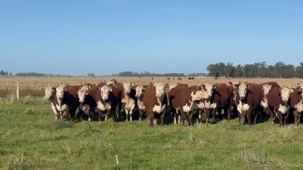 Lote ORDEN 36 VAQUILLONAS PR PREÑADAS PARICIÓN OTOÑO 2027