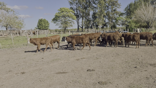 Lote 32 Terneros/as en Santa Fe, Reconquista