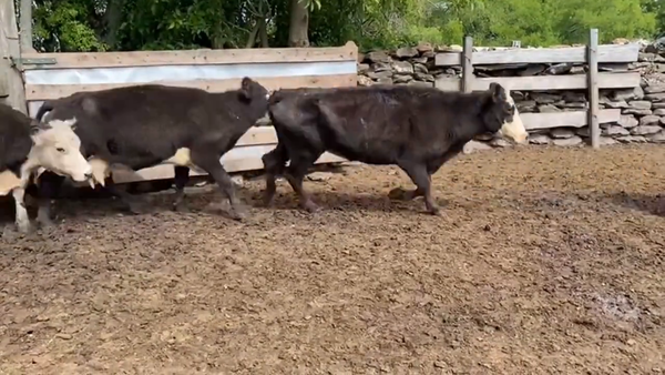 Lote Vacas de Invernada