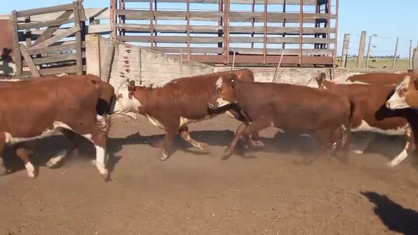Lote 70 Terneras
