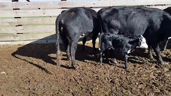 Lote VACAS PREÑADAS
