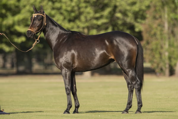 Lote TAITA BRUJA - T/E (DOLFINA EL MESSI - ESCRIBA ADIVINA)