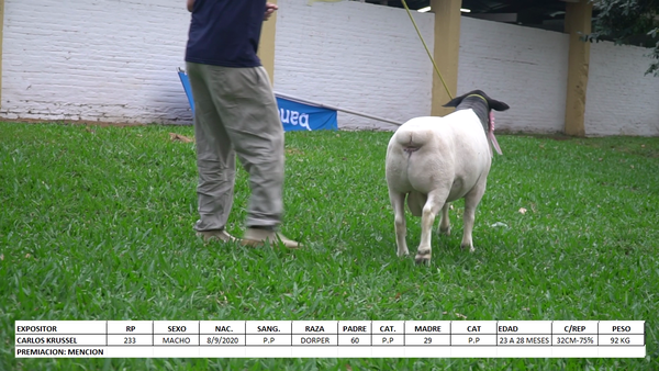Lote Dorper Expo Internacional 2022 - Lote 4