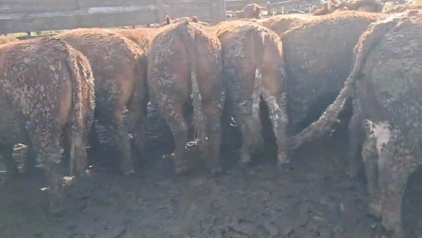 Lote 40 Novillo Gordo en Los Ángeles, VIII Región Biobío