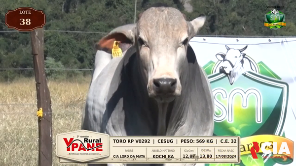 Lote Lote 38