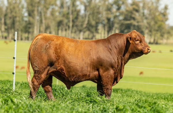 Lote Toros, Montevideo