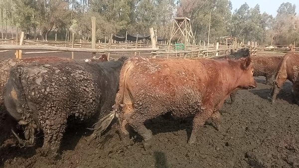 Lote 35 Novillo Gordo en Melipilla, Región Metropolitana