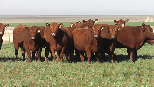Lote VAQ. A. ANGUS COLORADAS P. CONTROLADAS  PARICIÓN DE OTOÑO