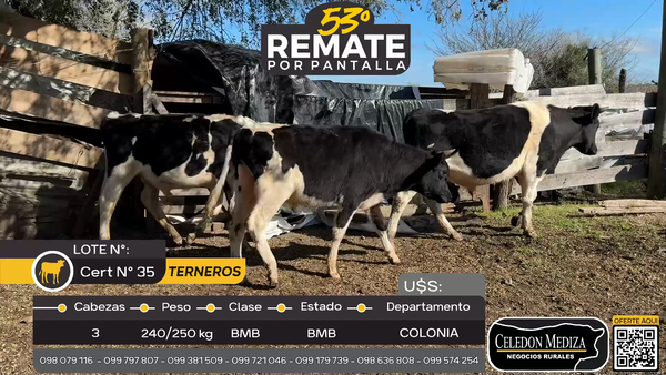 Lote 3 Terneros en Rosario, Colonia