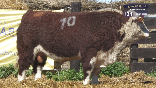 10 41308 — TOROS HEREFORD PURO REGISTRADOS