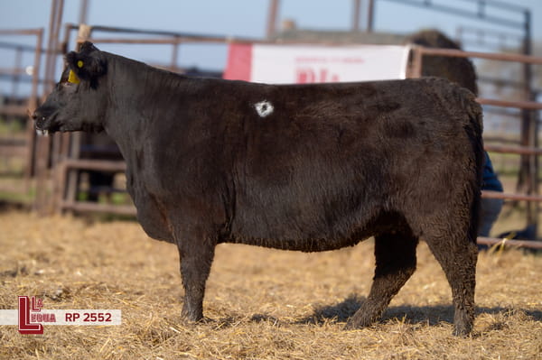 Lote VAQUILLONAS ANGUS  PP