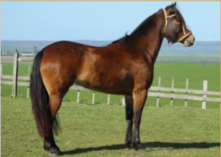 Lote TIRANA 458 DE LA CASILLA