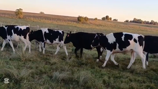 Lote NOVILLOS HOLANDO