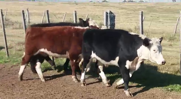 Lote (Vendido)3 Novillos 410kg -  en RUTA 53