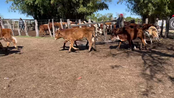 Lote 67 Terneros/as en Bella Vista, Corrientes