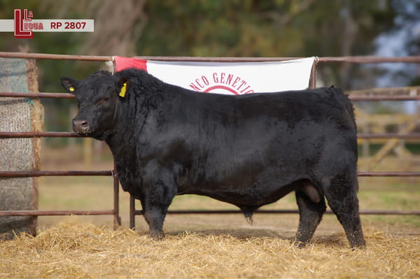 Lote TOROS ANGUS  PP