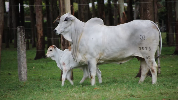 Lote LOTE 31 VAQUILLA ELITE  A BOZAL