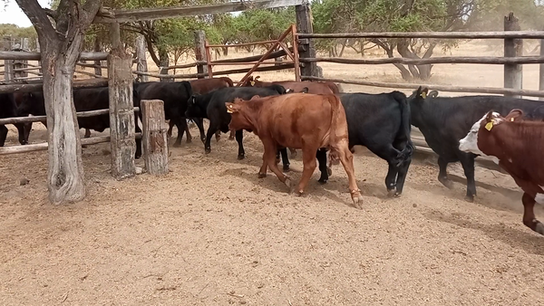 Lote 35 Ternera en Melipilla, Región Metropolitana