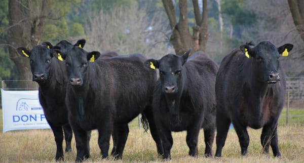 Lote "Cabaña ""Don Felix"" Vaquillonas PC"