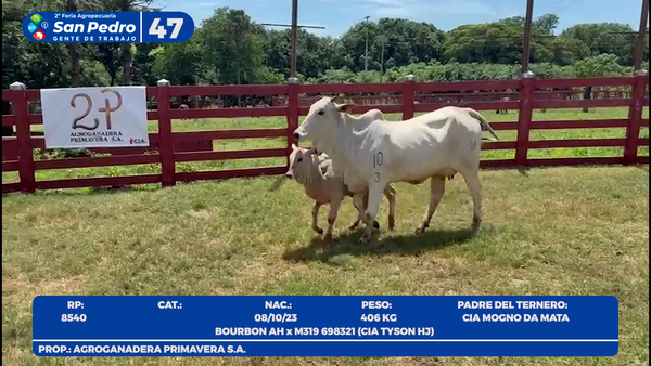 Lote LOTE 47- POR PANTALLA