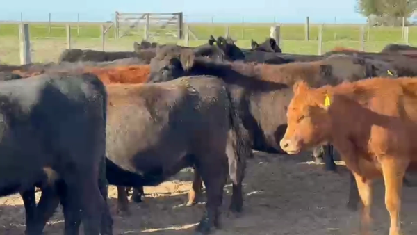 Lote 50 Vaquillonas preñadas
