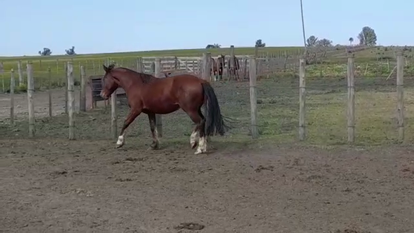 Lote CAPIRU ITAUBA RP 166