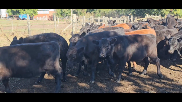 Lote 50 Terneros en Tandil