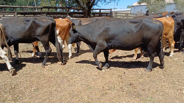 Lote 40 Vacas de invernar en Villa Elisa, Entre Ríos