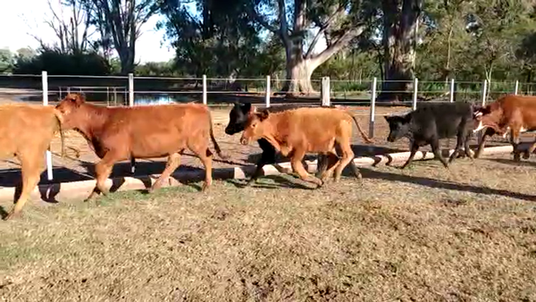 Lote 66 TERNS. HEMBRAS, AMEGHINO, PCIA DE BS. AS.