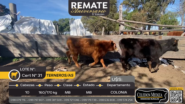 Lote 10 Terneros y Terneras en Otra Localidad, Colonia