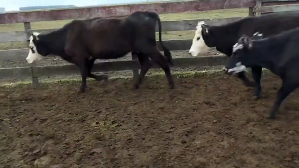 Lote Vacas de Invernada