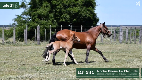 Lote Noche Buena La Flechilla
