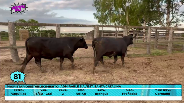 Lote LOTE 81- EN VIVO