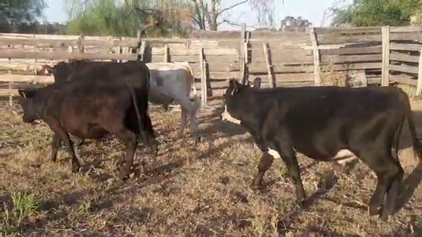 Lote 20 Terneras Angus y Cruzas en Juan Soler