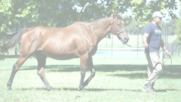 Lote BURG BEND (JOHANNESBURG -  HIDDEN BEND) preñez de GIDU