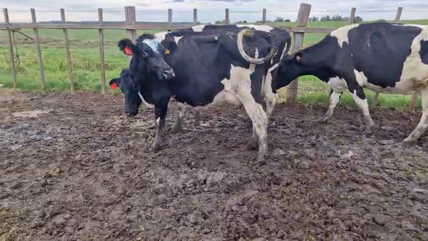 Lote 3 Vaca, San José