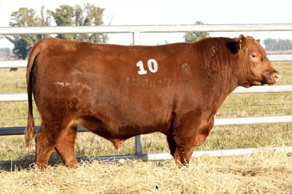 Lote TOROS ANGUS PUROS CONTROLADOS