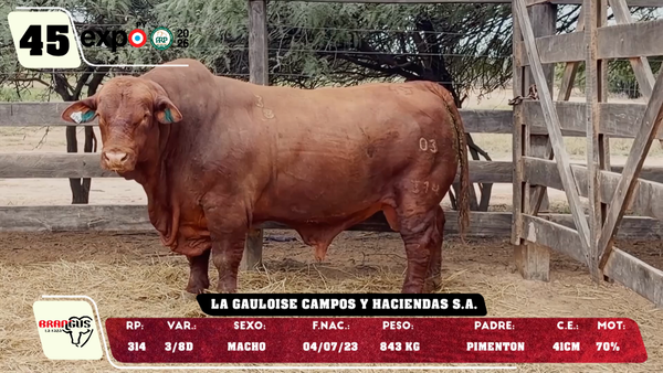 Lote LOTE 45