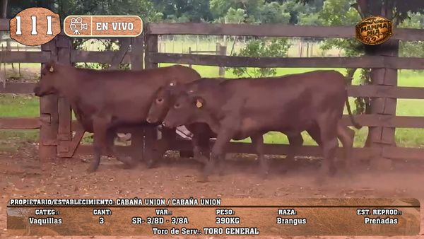 Lote LOTE 111 -EN VIVO