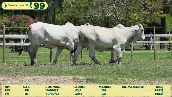 Lote LOTE 99