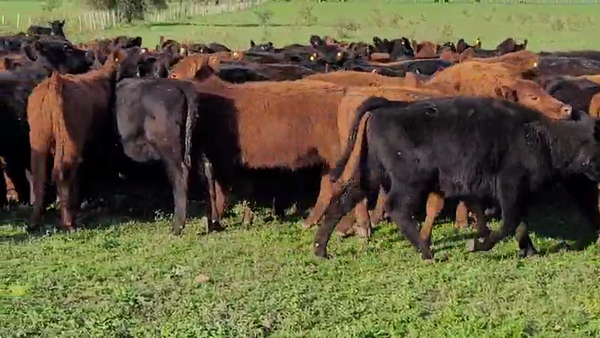 Lote 250 Terneras en Villaguay, Entre Ríos