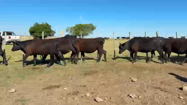 Lote VAQUILLONA PREÑADAS