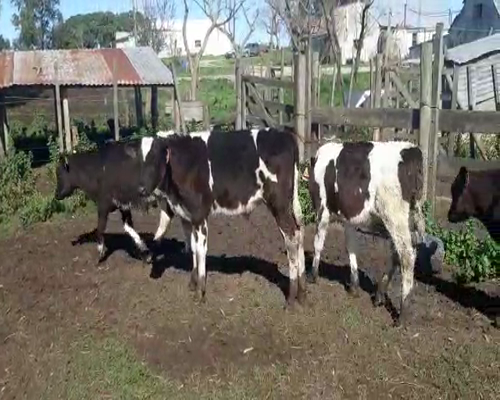 Lote 9 Terneros HOLANDO 130kg - , San José