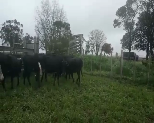 Lote 6 Vaquillonas Vacas Preñadas 480kg - , San José