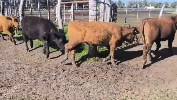 Lote 90 Terneros en Entre Ríos, Gualeguaychú