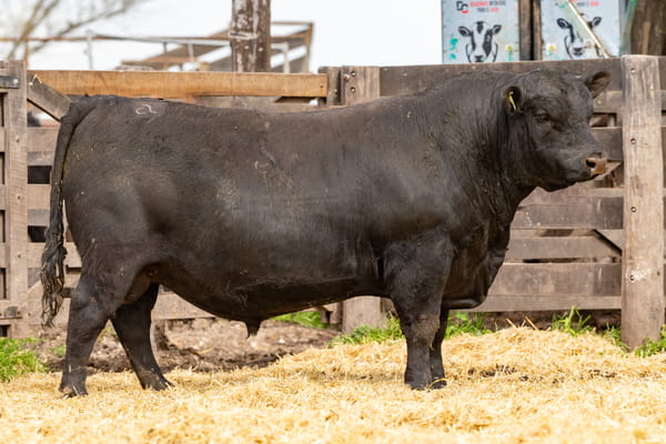 Lote Toro PC