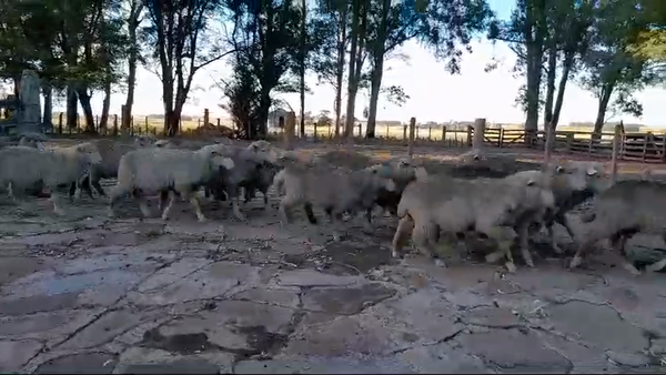 Lote 83 Corderos MERINO X IDEAL 30kg -  en BALTASAR BRUM,12 KM CAMINO A GOMENSORO