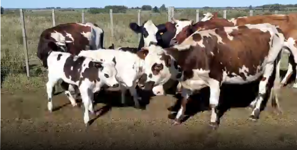 Lote 20 Piezas de cría en San José