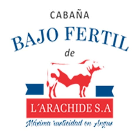 Lote TOROS PUROS DE PEDIGREE ANGUS